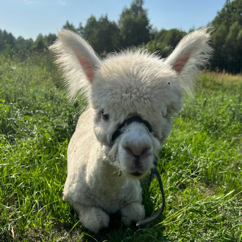Alpaki - Manfred